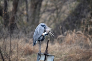 Great Blue Heron [cleaning] 01