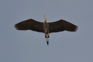 Great Blue Heron [flying] 01