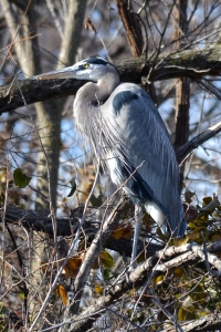 Great Blue Heron [in dense trees] 01