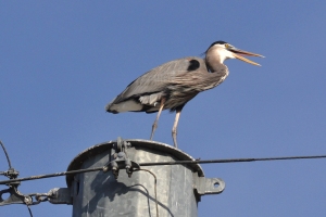 Great Blue Heron [on power lines] 01